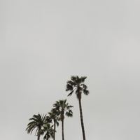 Organic Daily Protein | Chocolate