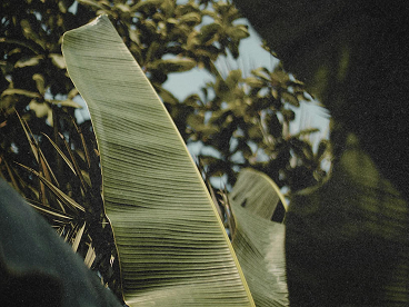 Testimonial background